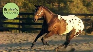 Burke's Backyard, Appaloosa Road Test