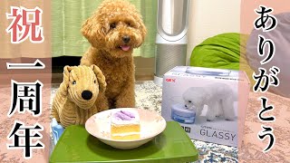 家族になって1年！愛犬にサプライズプレゼント🎁をあげたら反応が可愛すぎました🐶【トイプードル】