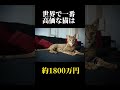 98%の人が知らない猫に関する雑学・豆知識part9 shorts