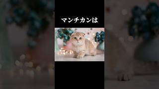 98%の人が知らない猫に関する雑学・豆知識Part9#shorts