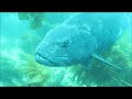 Swimming with the Big Fish at Catalina Island