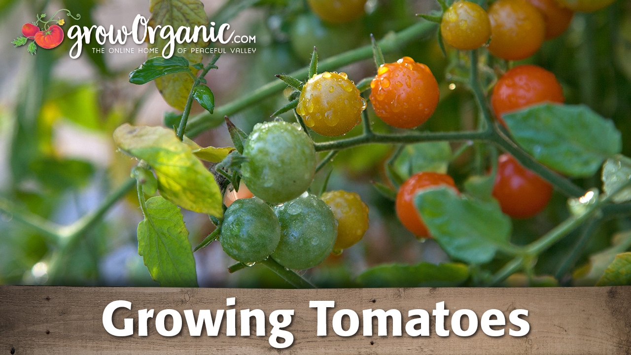 Growing Tomatoes Organically Youtube