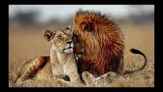 The Power of the King: Majestic Lion Moments 🦁✨