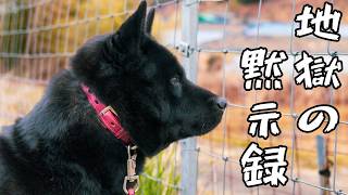 [Brushing a biting dog] Mizuki, the Kai dog who bit a family member, sheds his skin