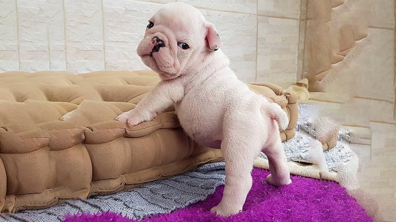 Aww Cute Baby Animals Videos Compilation Funniest And Cutest Moments Of