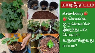 Strawberry🍓🍓செடியை ஒரு செடியில் இருந்து பல செடிகள் உருவாக்குவது எப்படி@MaadithottamSachu