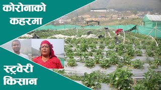 कोरोनाको कहरमा ललितपुरका स्ट्रवेरी किसान, Strawberry Farming in Lalitpur, Nepal