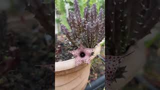 #shemasundar #plants #Huernia Hislopii  #cactus #rarecactus  #trendingshorts