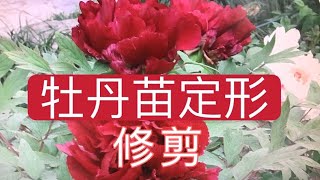 青石话牡丹芍药修剪  牡丹苗春天定形修剪2021  Tree Peony Care