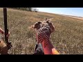 our first time seriously targeting sharptail grouse montana sharptail grouse hunting