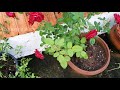 tips to fertilize roses during monsoon season. மழைக்காலத்தில் ரோஸ் செடிக்கு உரம் போடுவது எப்படி