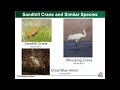 obci webinar series laura kearns sandhill crane recovery and current status in ohio