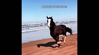 Black Horse 🐎 ♥ lover #Horse riding #Dubaisheikhhorse #shorts #Wildhorse