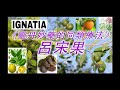 《靈丹妙藥的同類療法》 ep64 呂宋果 ignatia amara