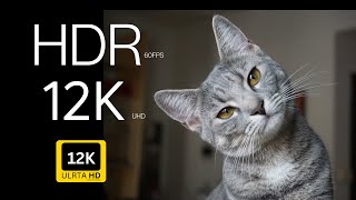 12K HDR 60fps Dolby Vision  Black || funny cats