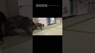 猫の威嚇　おもちゃが捕まえられずいらだつ　#shorts