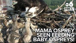 New Osprey Alert! Check out this adorable video of mama osprey feeding her babies atop our studio!