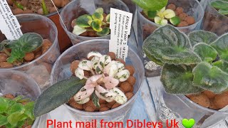 African Violets from Dibleys nurseries UK // Semihydroponics with Sma