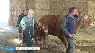 Découvrez la vache Radieuse et son veau, futurs stars tarnaises du salon de l'agriculture