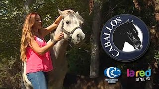 CABALLOS - CAP 29 HD (LA RED)