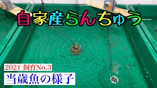 自家産らんちゅう　2021年飼育No.3