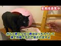 黒猫のぽっちゃり猫兄弟はキャットハウスで猫団子になってお昼寝の癒し動画（保護猫カフェ猫の恵庭）難波plump black cat brothers take a nap