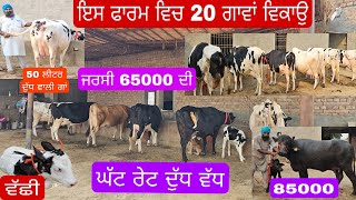 15 ਤੋ 20 ਨਗ ਗਾਵਾਂ ਦੇ ਜਰਸੀ ਐਚ ਐਫ 50 ਲੀਟਰ ਤੱਕ ਦੀਆ ਗਾਵਾਂ ਇੱਕ ਝੋਟੀ ਪਹਿਲਾਂ ਸੂਆ ।