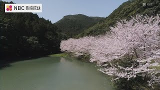 水温む春に「陽春の花筏（はないかだ）」佐々町真竹谷の桜　長崎ばーどアイ