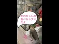 セキセイインコのあおちゃんと同居したい⁈ オカメインコのポポちゃん shorts ショート