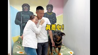 〔向威和一坨往期视频回顾〕当着狗的面秀恩爱，还能干点人事嘛！ #一坨 #pets #罗威纳 #罗威纳护卫犬 #rottweiler #rottweilerpuppy #向威和一坨 #宠物生活