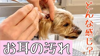 お耳が汚れてるって？どんな感じ？［兵庫ペット医療センター 尼崎本院］Happy dog glooming