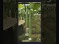 Smart Farmer Farming Vegetable With This Technique #satisfying #short