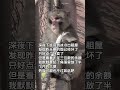 《月末打工人》 吗喽 猴子 上班 打工人 破防