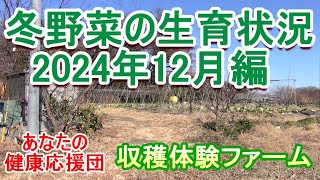 2024年12月の第二農場冬野菜紹介