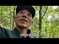 小刀一棵树采5个猴头！小刀跟马蜂结仇了，去哪都有马蜂围攻