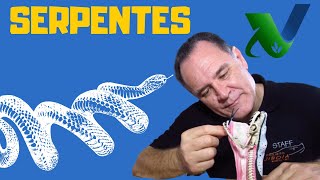 Biologia das Serpentes - Biólogo Marcus Buononato