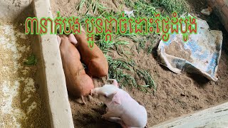 ៣នាក់បង ប្អូនផ្តាច់ដោះថ្ងៃដំបូង ចិញ្ចឹមជ្រូកលើអង្កាម