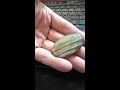 labradorite spectrolite with amazing color 2 inches x 1 inch x 1 4 inch