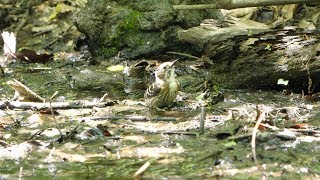 河口湖フィールドセンターのコゲラの水浴び　その３（4K60P動画）