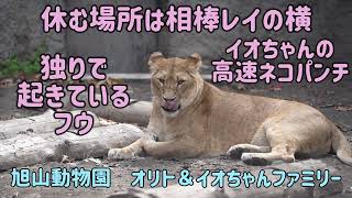 旭山動物園　休む場所は相棒レイの隣　独りで起きているフウ　イオちゃんの高速ネコパンチ　オリト＆イオちゃんファミリー　Orito \u0026 Io family　Lion family