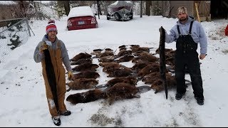Winter Beaver Trapping at its Best