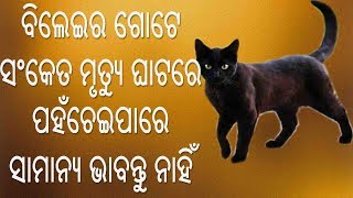 ବିଲେଇର ଗୋଟେ ସଂକେତ ମୃତ୍ୟୁଘାଟ ରେ  ପହଁଚେଇପାରେ ସାମାନ୍ୟ ଭାବନ୍ତୁ ନାହିଁ