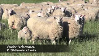 Lamb-Pro-Primeline-Ewe-Sale.m4v