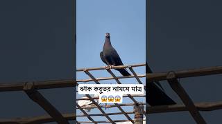 ঝাক কবুতর নামসে মাত্র 😱😱 #pigeon #shorts #shortvideo #short #viralvideo #viralshorts #foryou