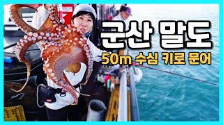 군산말도권 문어낚시 50m 수심 키로문어 손목돌아가요! 군산프로호