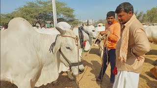 పెబ్బేరు సంతలో సేద్యం చేసే ఎద్దుల రేటు | Farming Bulls prices in Pebbair market @purnafarms