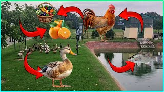 🌾 Amazing Integrated Farm | Farm Tour 🚜