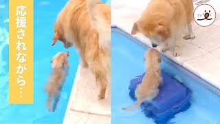 先輩ワンコに応援されながら、見事に泳ぎ切った子犬‼︎🤗【PECO TV】