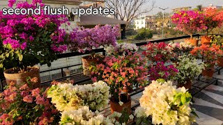 আমার বাগান বিলাস-পর্ব ২ | Bougainvillea garden tour- Part 2 |15+varieties with updates | meraki |