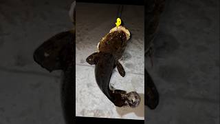 Burbot ice fishing | Madepilkillä #shorts #short #shortsfeed